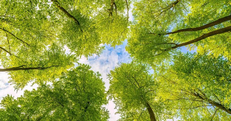 Worms eye view of trees