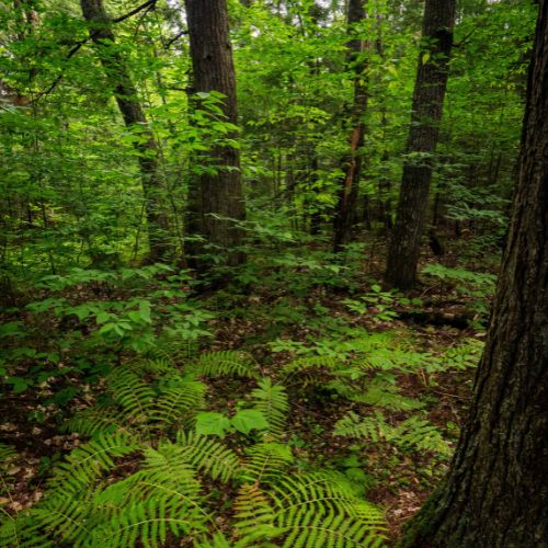 Dense green forest.