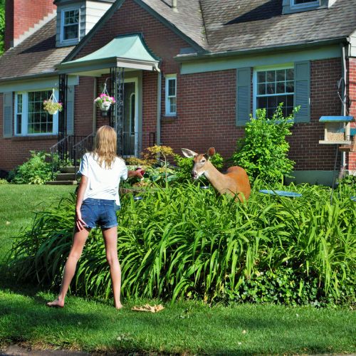 A woman and a deer on a lawn outside of a home.