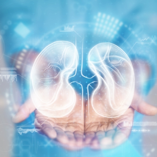 Conceptual design of kidneys.