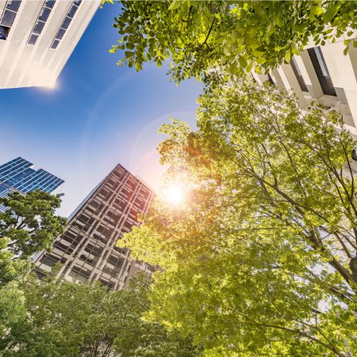 Trees in an urban environment