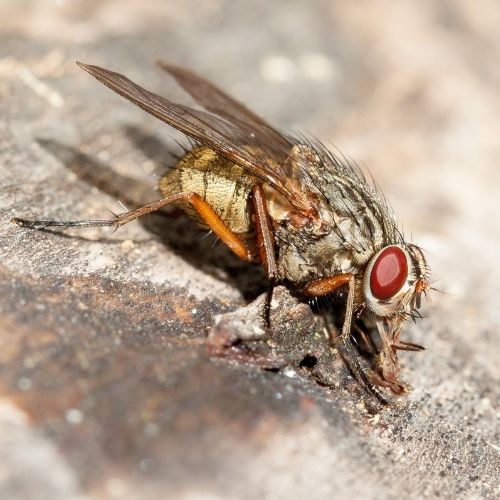 A lutzomyia longipalpis sandfly.