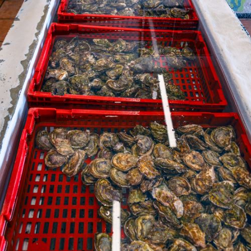Oysters harvested.