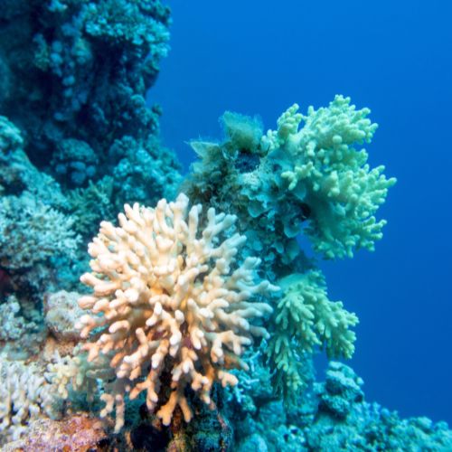 A coral reef underwater.