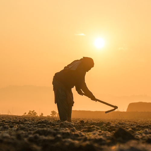 Farmer working with sun in background.