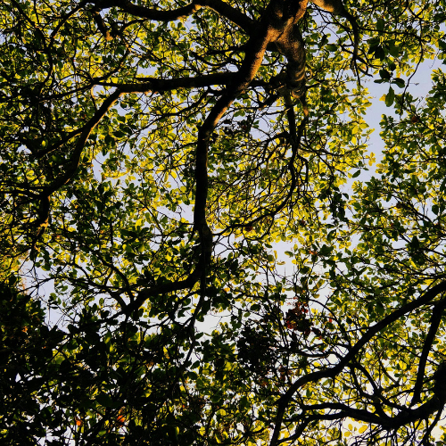 Tree canopy from worms-eye view.