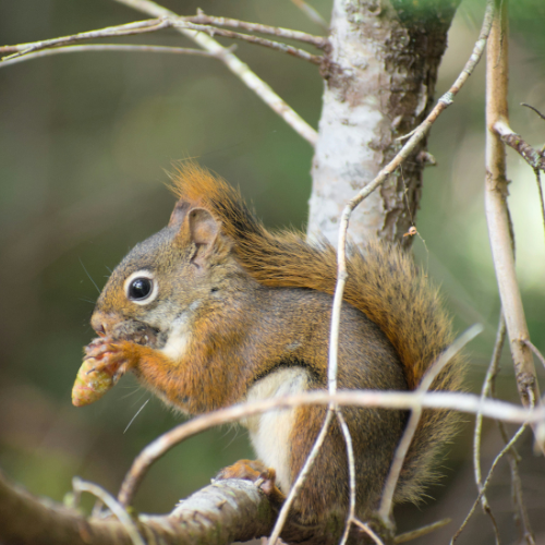 A red squirrel sitting on a branch and eating a pinecone.
