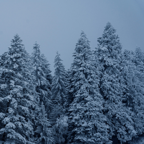 Snow on pine trees in a forest.