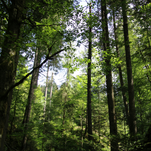 A deciduous forest with light coming through the branches.