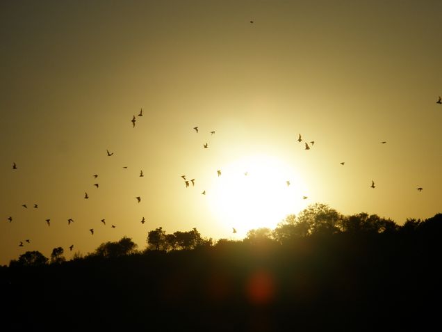 The bat swarm flies in front of the setting sun