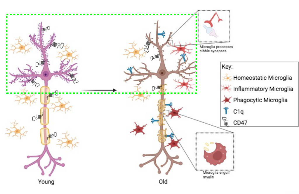 diagram comparing a young brain cell to an aging brain cell