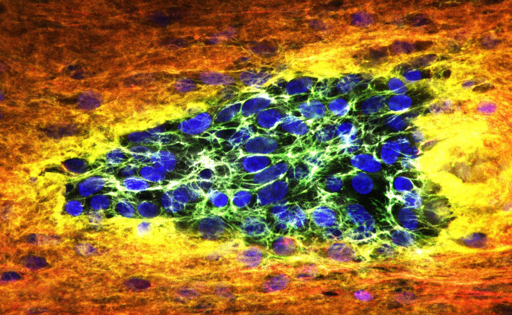 microscope image of stained cells