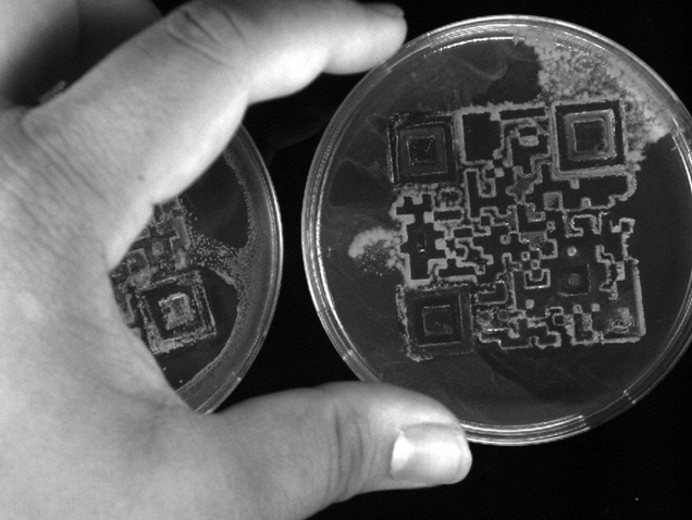 Kilachand Photo Contest Honorable Mention Photograph 1