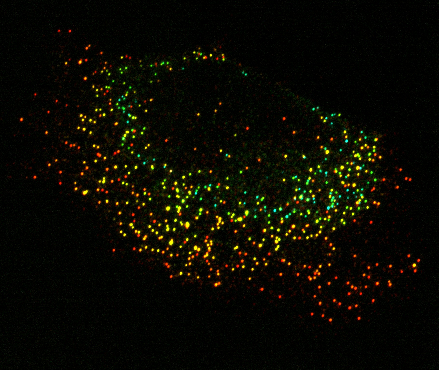 a microscopic image of illuminated RNA molecules inside a cell