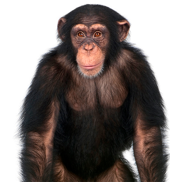 chimp