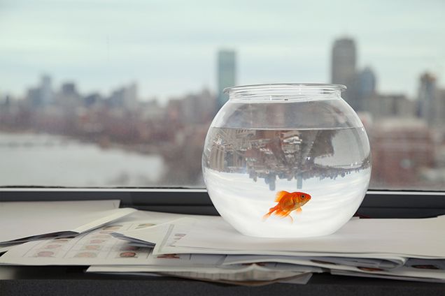 Goldfish with Boston skyline