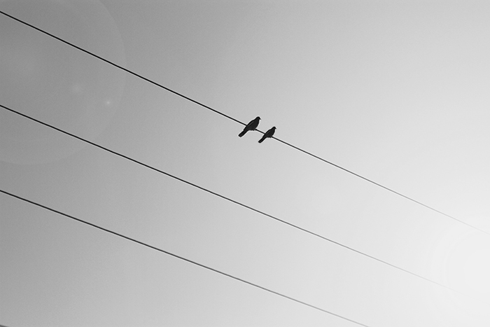 Birds on a wire