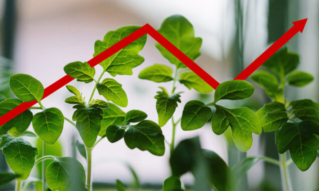 Seedlings with a red stock market arrow