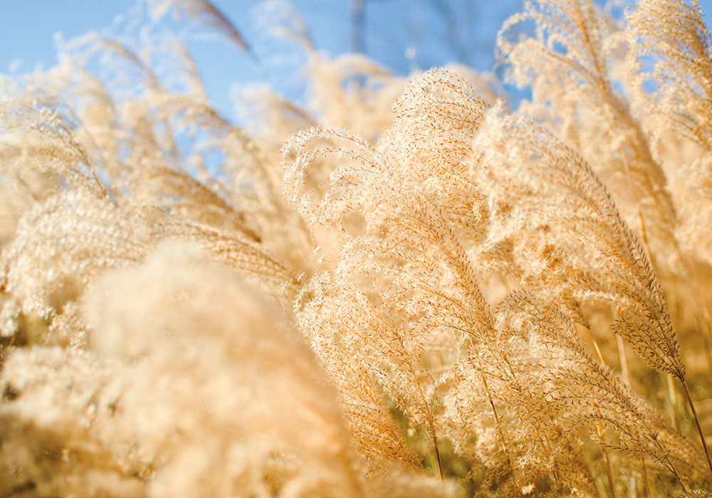 Golden grasses against a blue sky