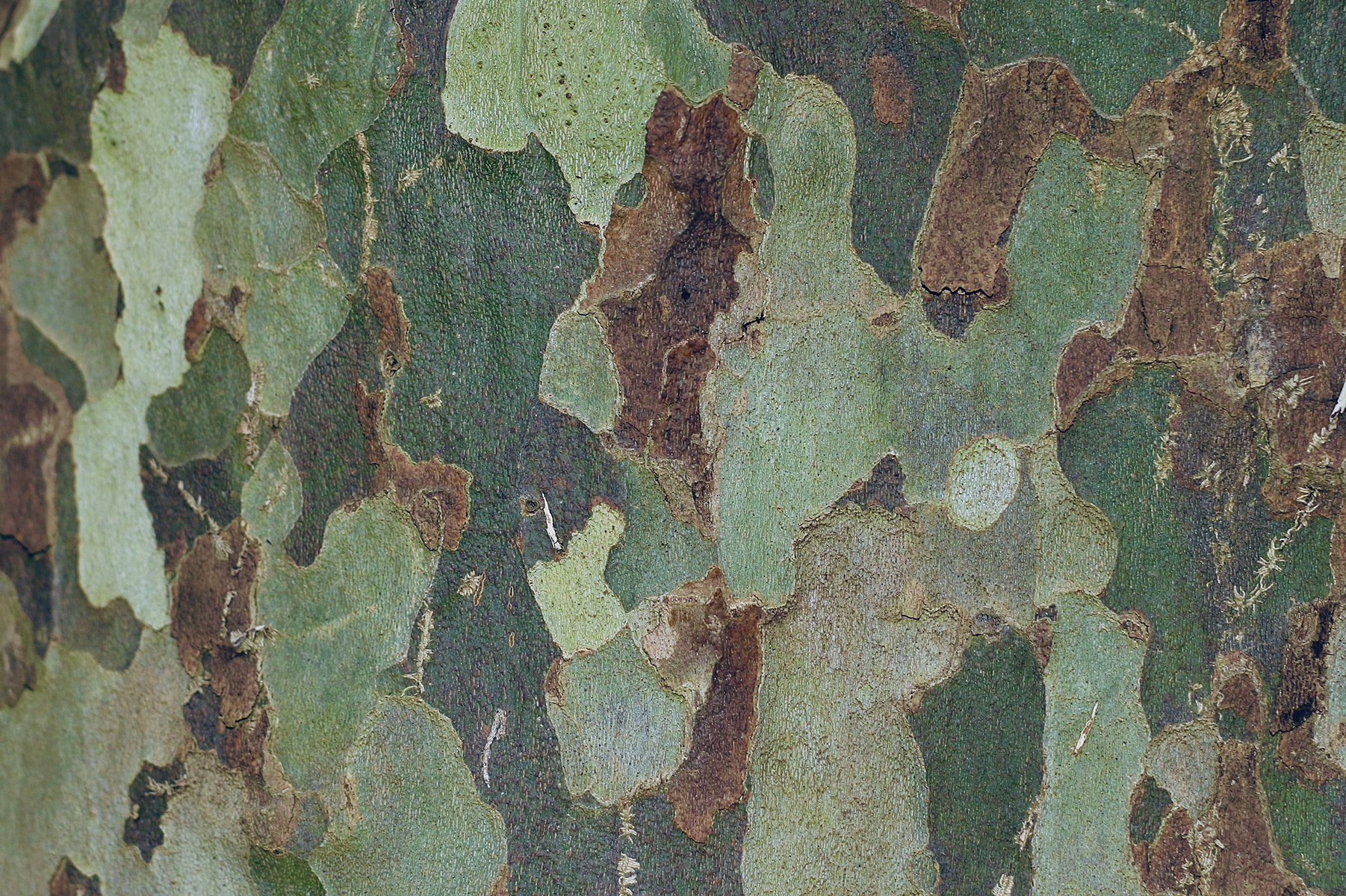 brown and green camouflage on a wall