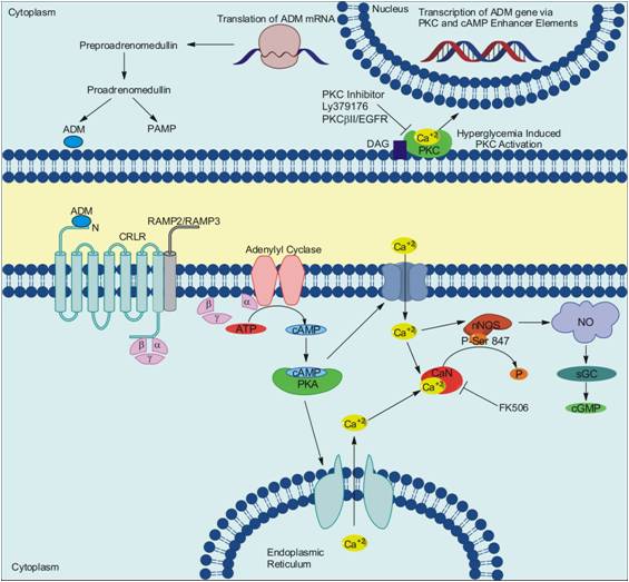 ADM_ptwy_small ADM_ptwy_small
