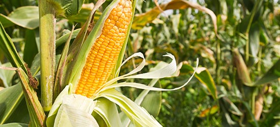 Cultural “Other” in Colonial New England: The Duality of Maize