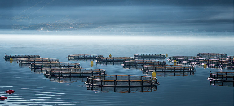 aquaculture