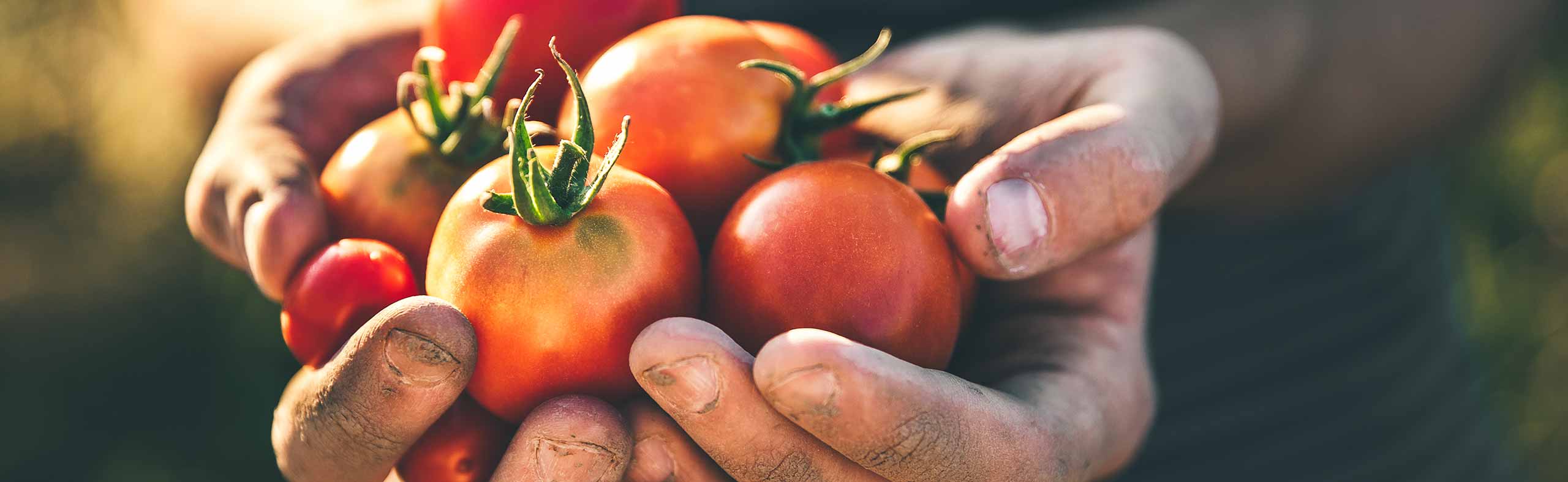hands holding fresh-picked tomatoes