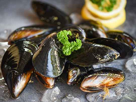 Mussels on a bed of ice.