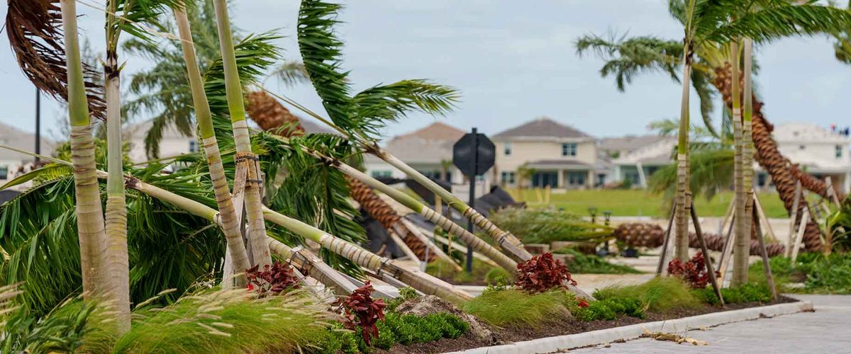 Palm trees fallen by a hurricane in Florida