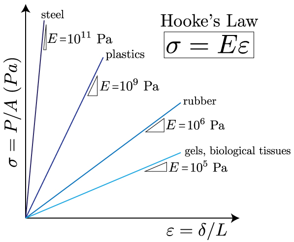 Mechanics Of Materials Strain Mechanics Of Slender Structures Boston University
