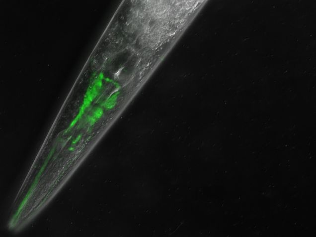 Nematode DA-2