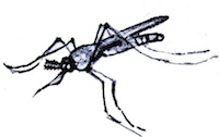 mosquito icon