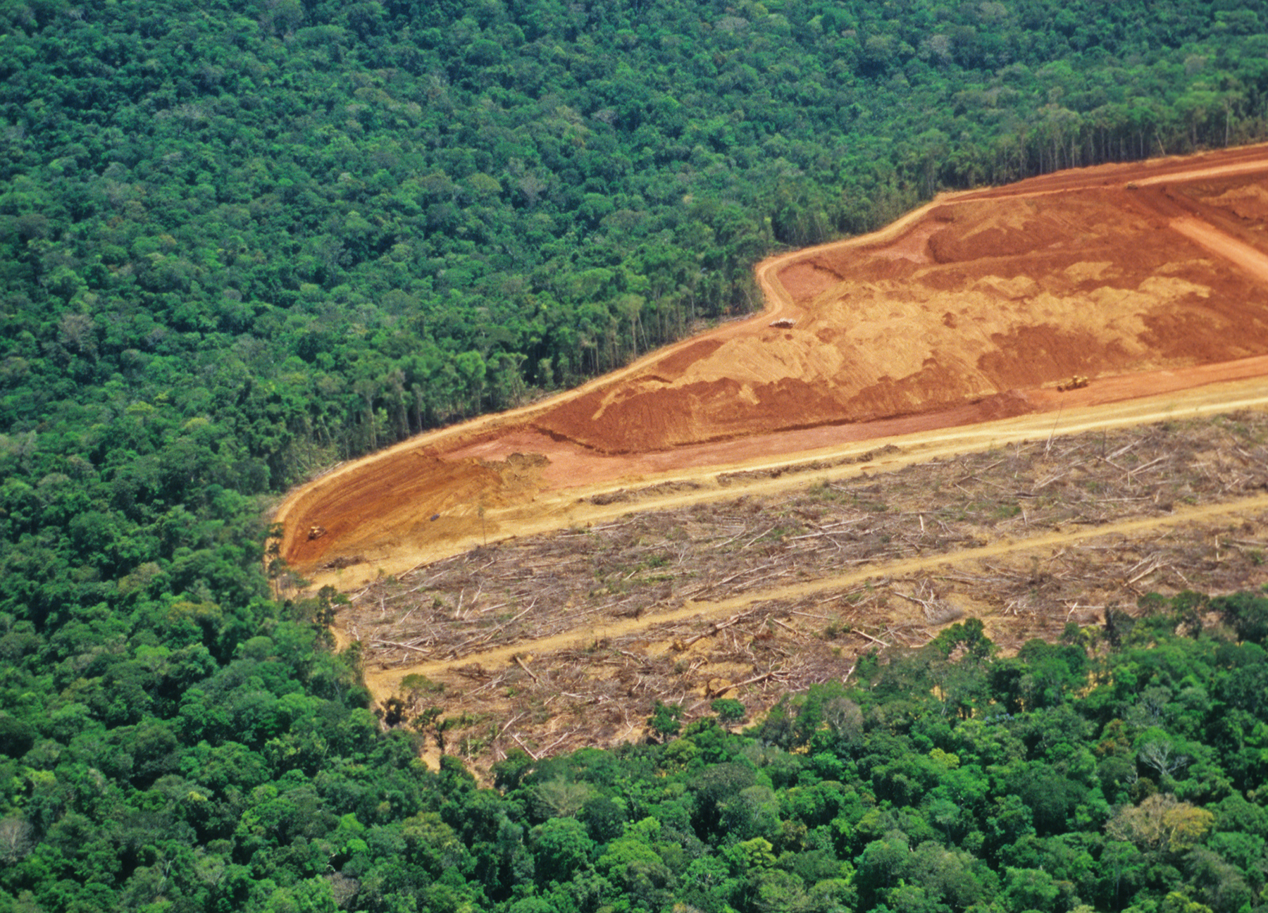 mangrove deforestation