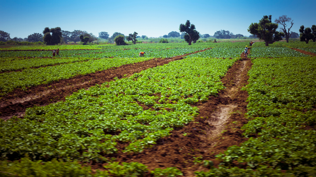 Farm in Mozambique, Africa