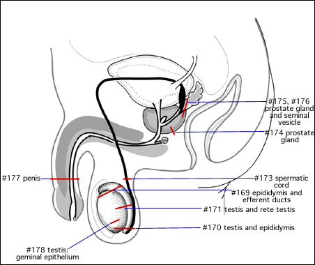 Anatomy Clipart-male reproductive system side view human anatomy clipart