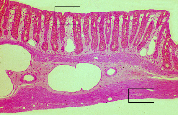  transverse section of rat gut 
