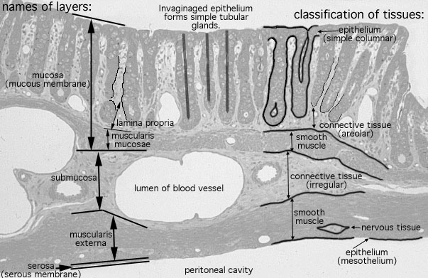  transverse section of rat gut 
