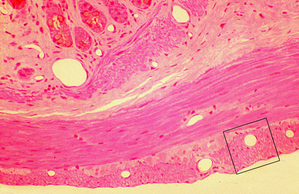  transverse section of rat gut, mucosa 