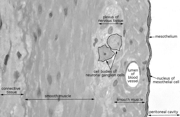  transverse section of rat gut, muscularis externa 