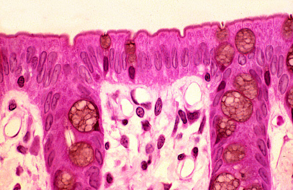  transverse section of rat gut, mucosa 