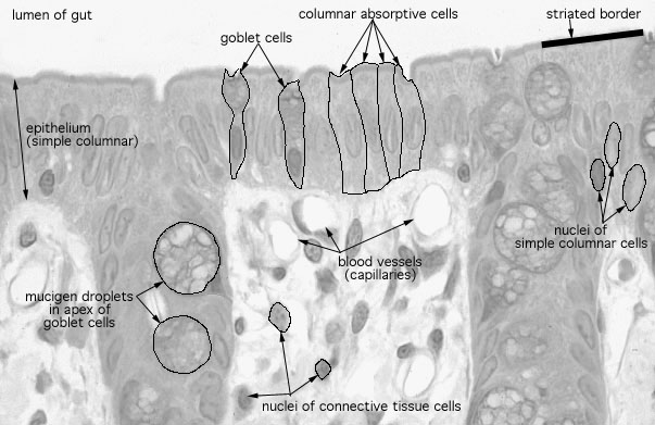  transverse section of rat gut, mucosa 