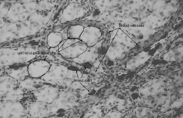  mast cells 
