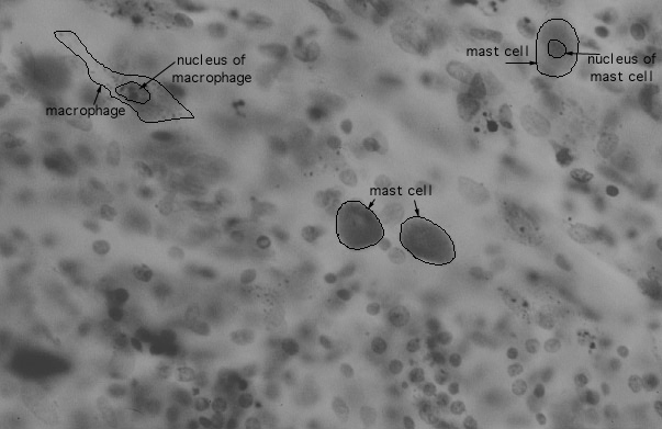  mast cells 