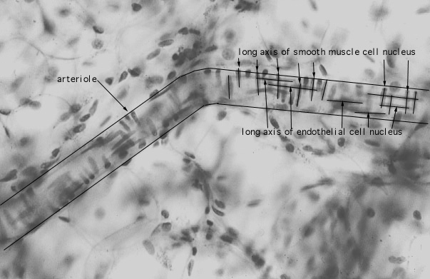  arterioles and capillaries, mesentery 