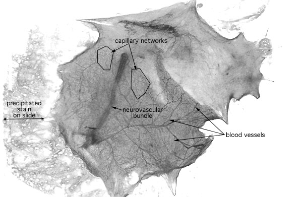  spread areolar connective tissue 