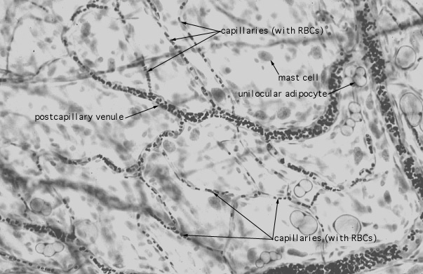  arterioles and capillaries, mesentery 