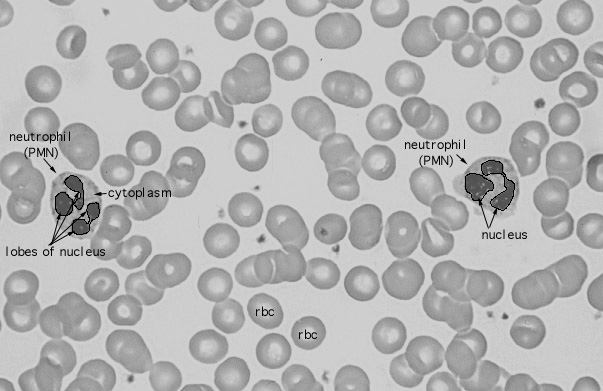  neutrophils 