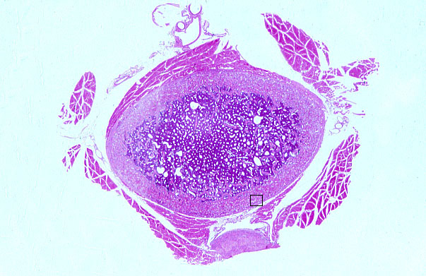 cells of bone 