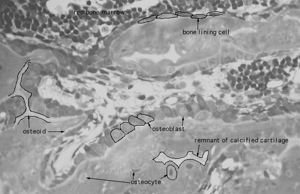  cells of bone 